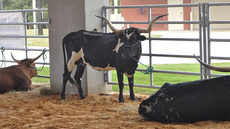 Photo of a longhorn